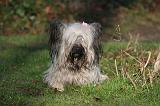 SKYE TERRIER 053
